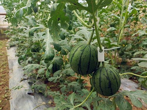 51吃瓜今日吃瓜官网最新,揭秘今日热门吃瓜事件，带你领略娱乐圈风云变幻