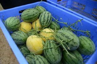 在线吃瓜今日吃瓜